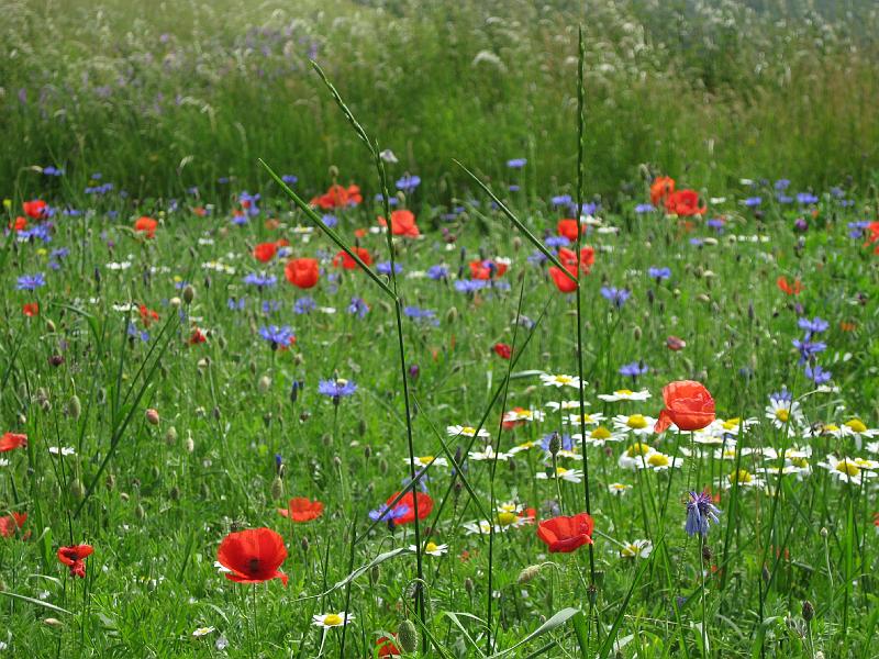 Sibillini - Wild flowers